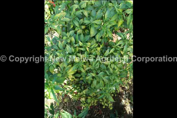 organic certified viricide for mosaic virus in chilli in india